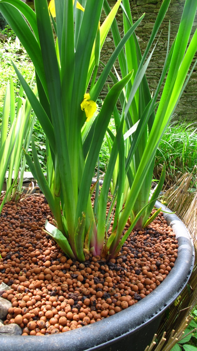 Iris des marais en fleur, filtrant naturellement les eaux grises