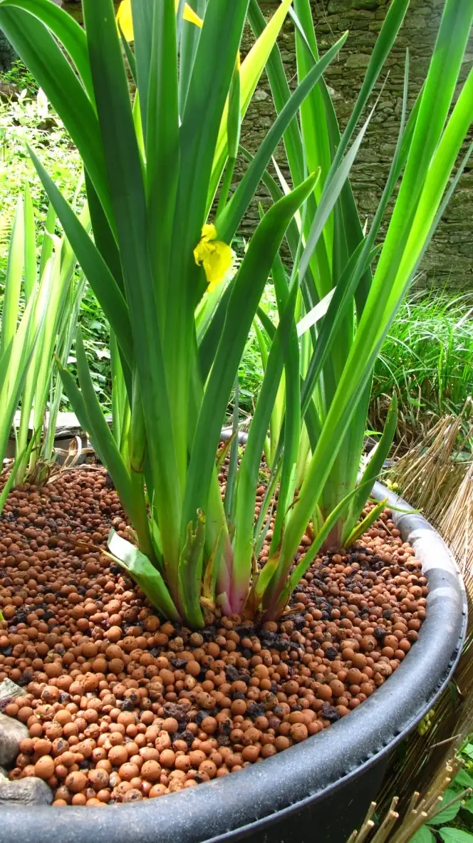 Iris des marais jaune en fleur dans le bassin de phytoépuration de La Roquette