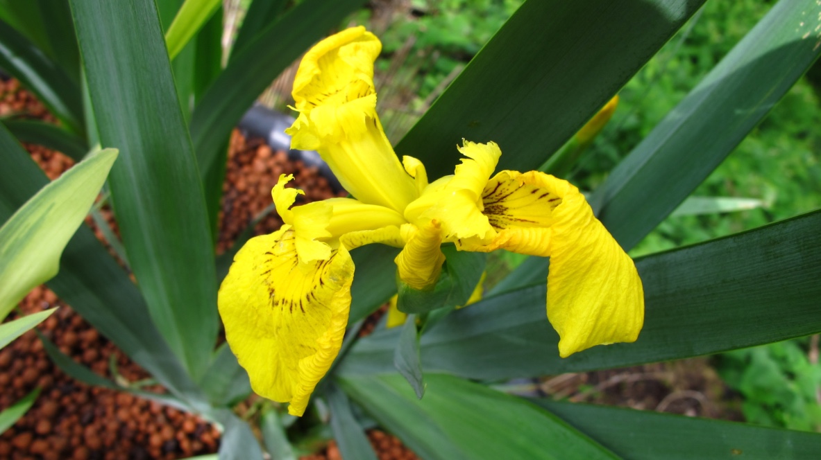 Vue d'ensemble des bassins de phytoépuration de La Roquette