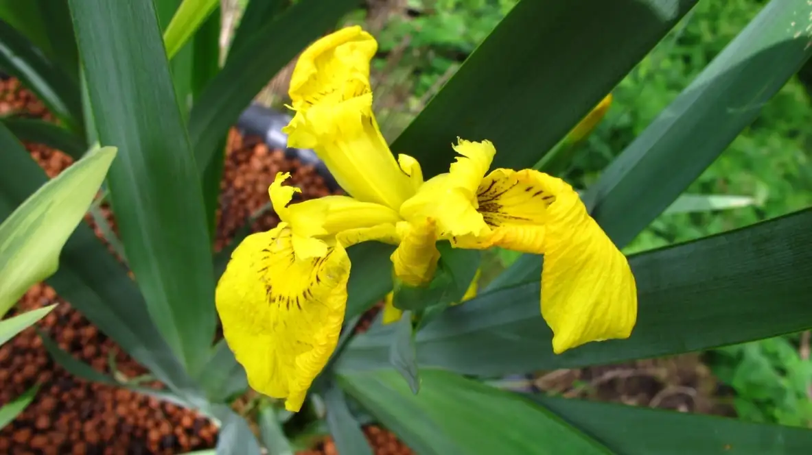 Vue d'ensemble des bassins de phytoépuration de La Roquette, avec roseaux et iris