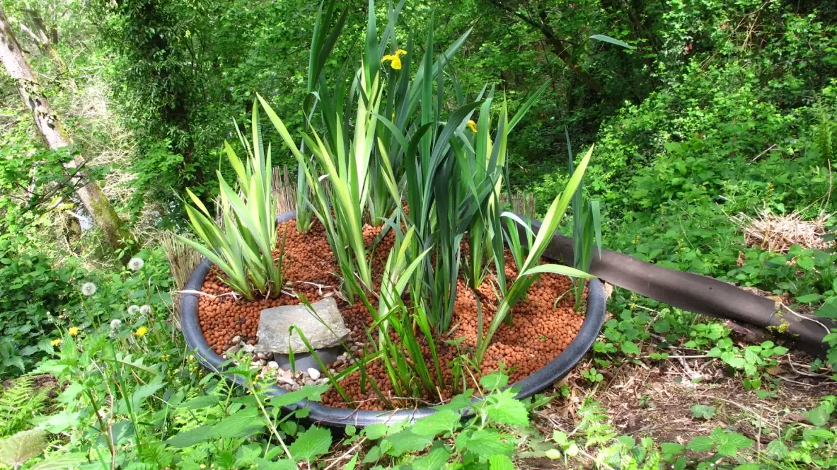 Grand bassin de phytoépuration planté d'iris des marais à La Roquette